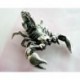 Skorpion Anhänger Silber-925  SH01