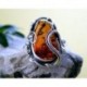 Bernstein Ring Silber 925 Bernsteinschmuck 20,5 mm BN09